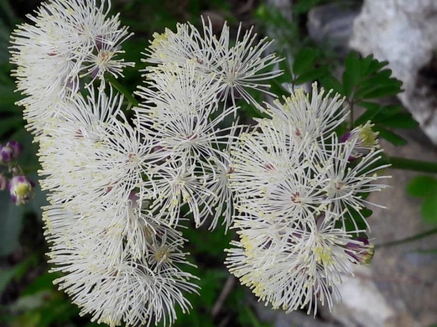 Akeleiblättrige Wiesenraute 7