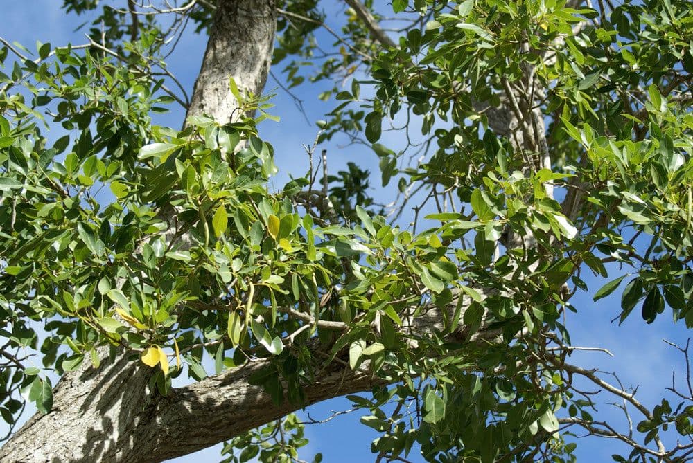 Roble blanco 27