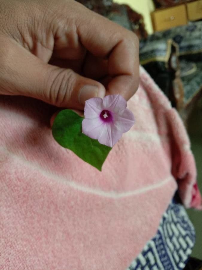 Ipomoea triloba 7