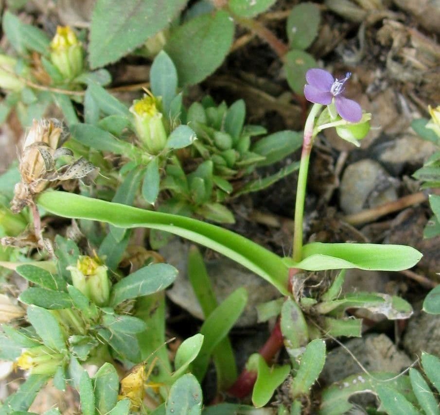 Murdannia nudiflora 11