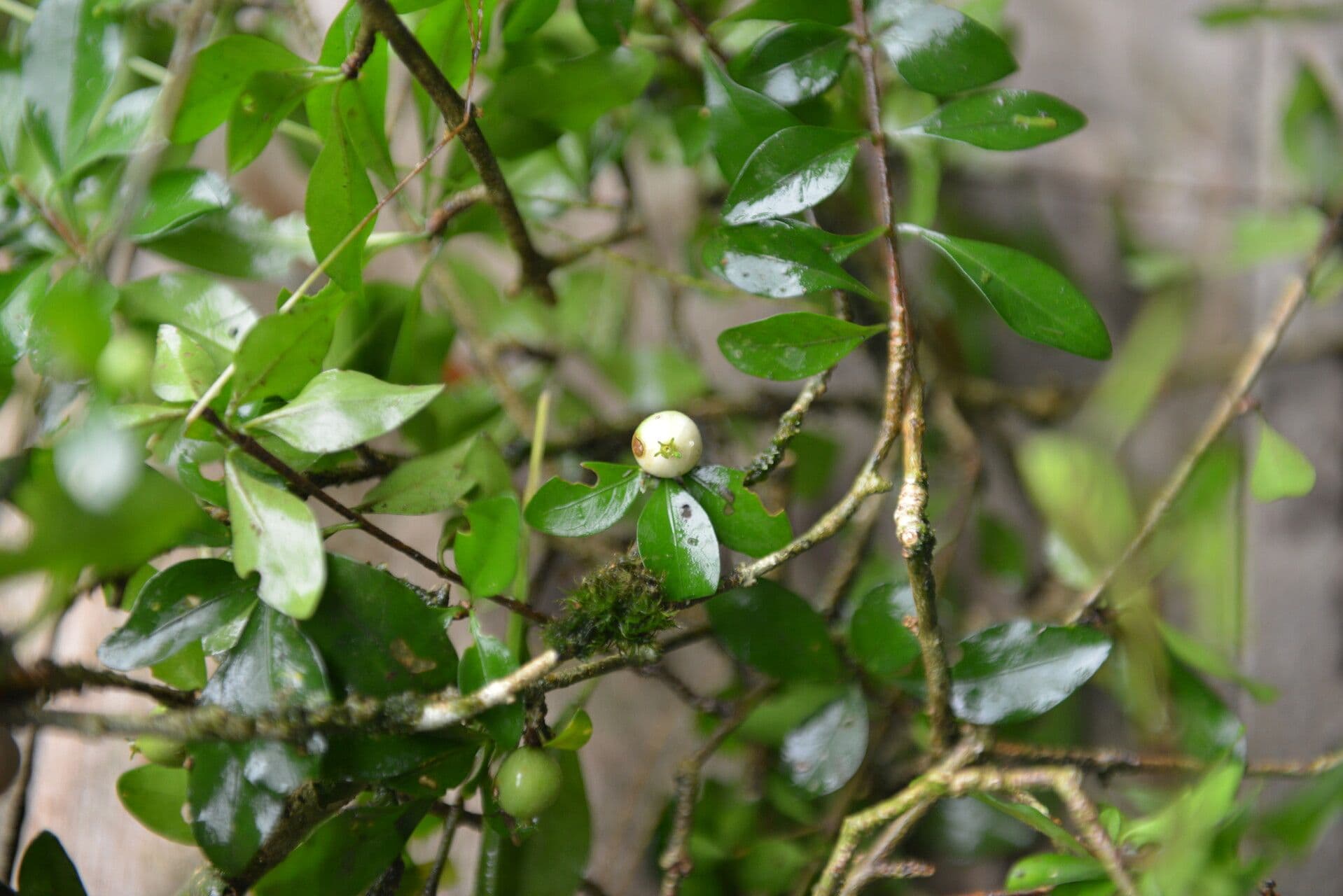Randia Aculeata 5