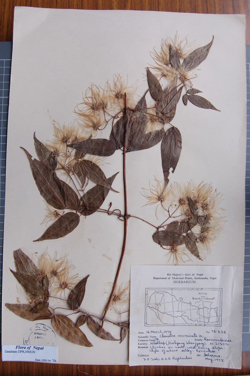 Clematis 3