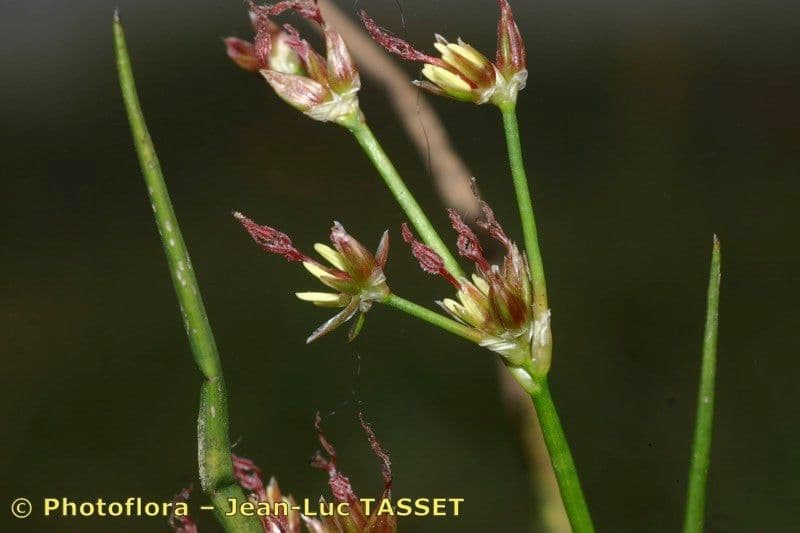 Mannigfaltige Binse 8