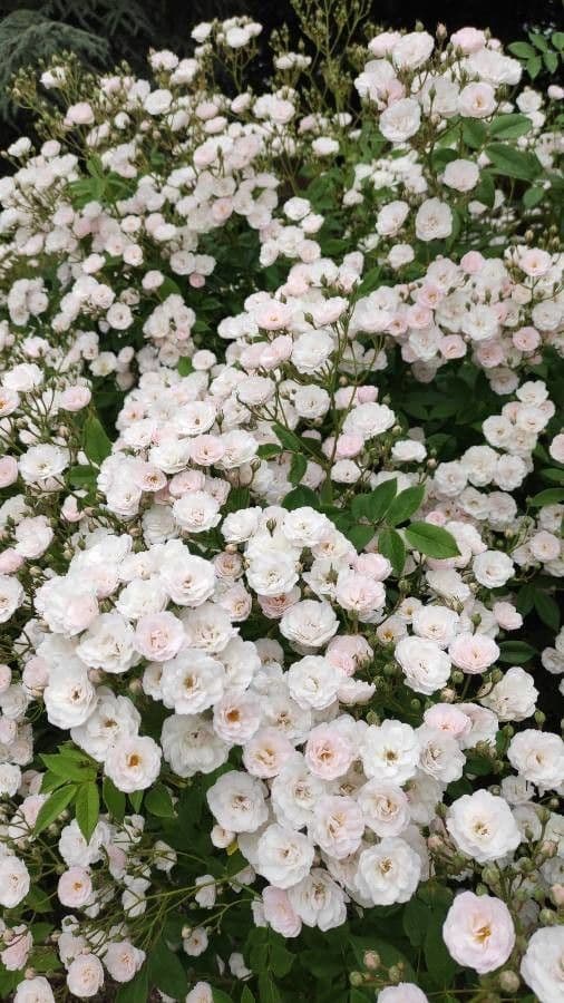 Moschus-Rose 10