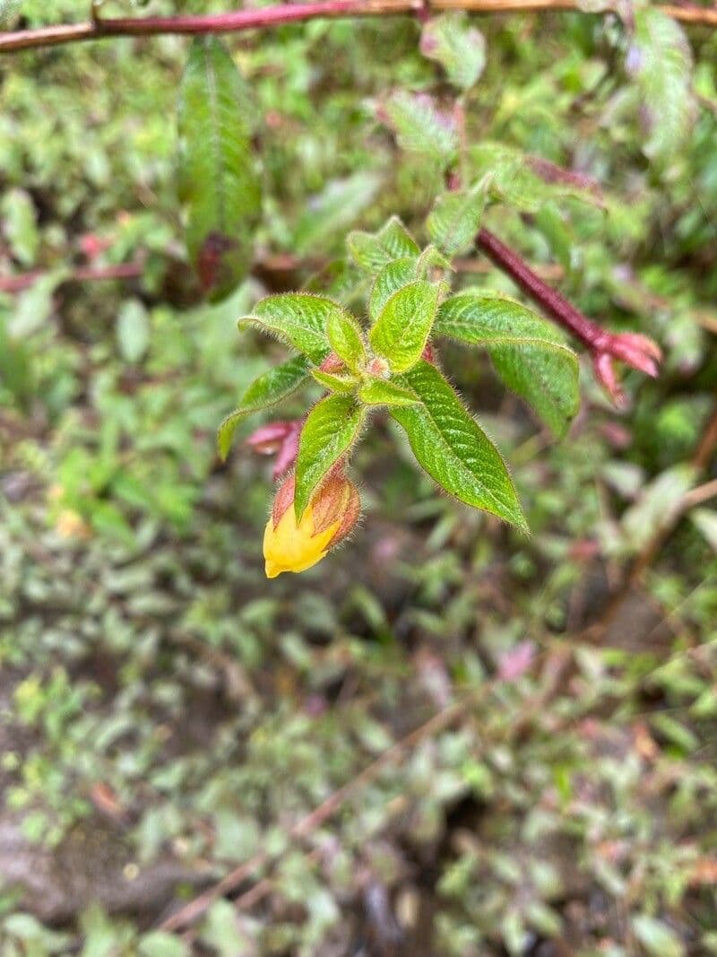 Ludwigia 2