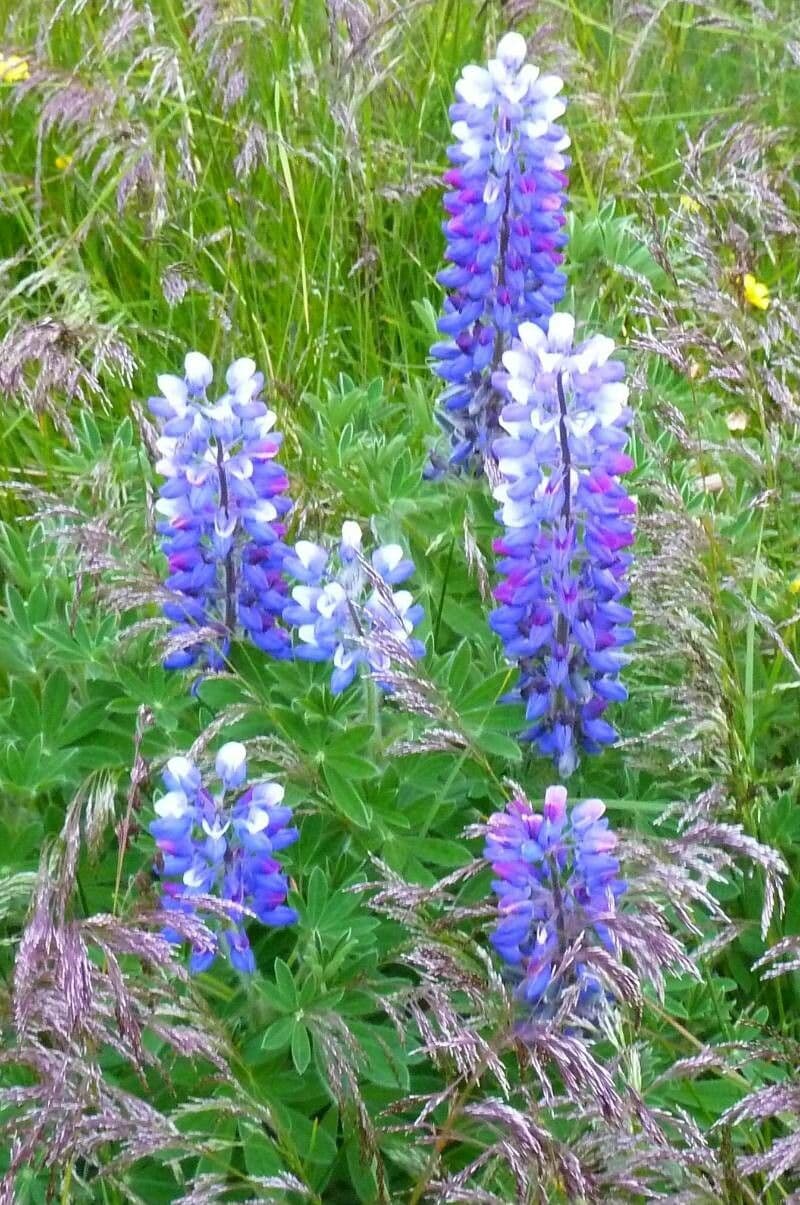 Nootka-Lupine 2