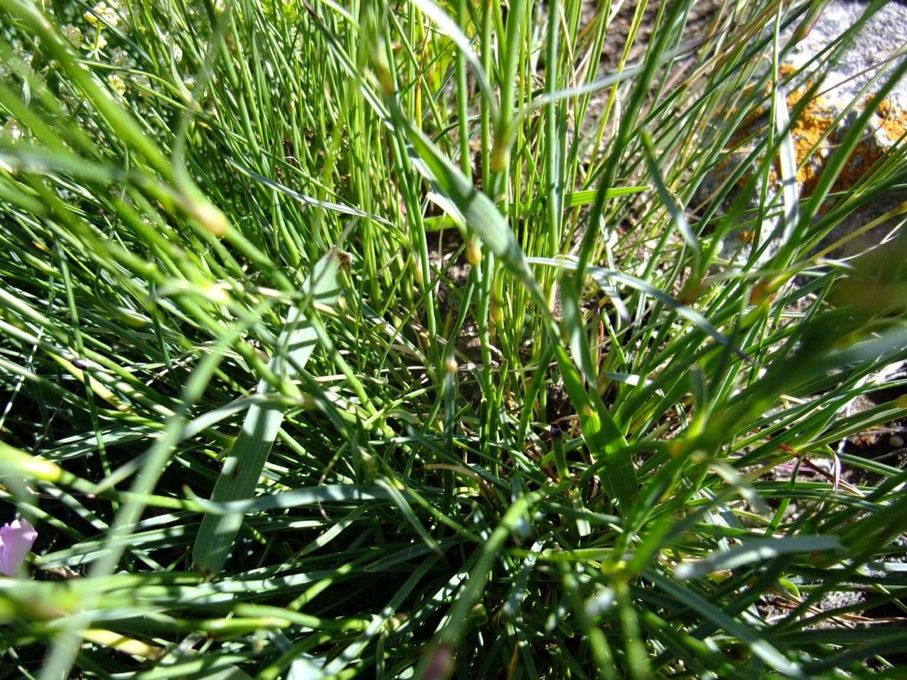 Garofano selvatico 9