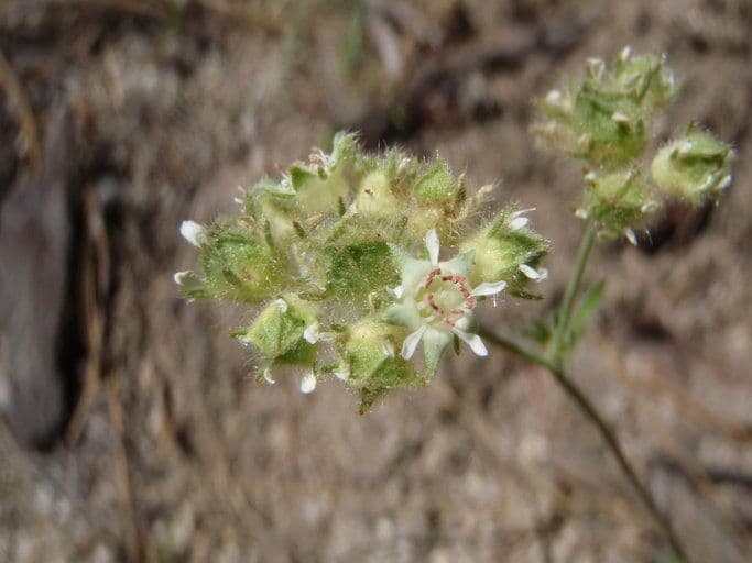 Horkelia tridentata 3
