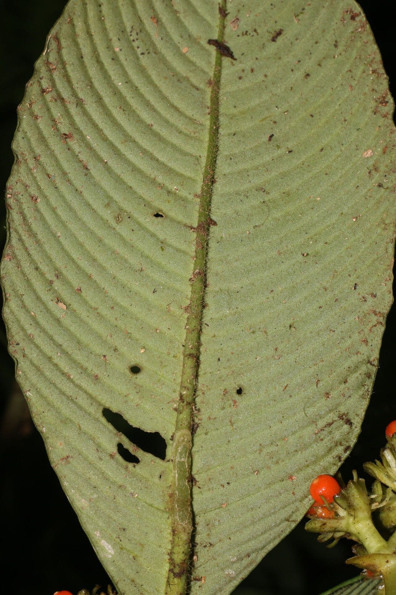 Polyphlebia 13