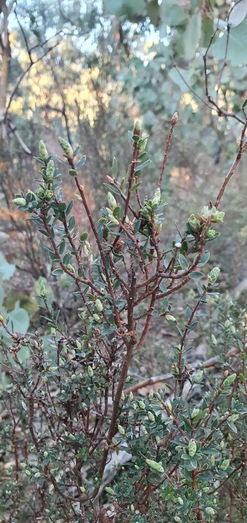 Wolliges Teebaum 7