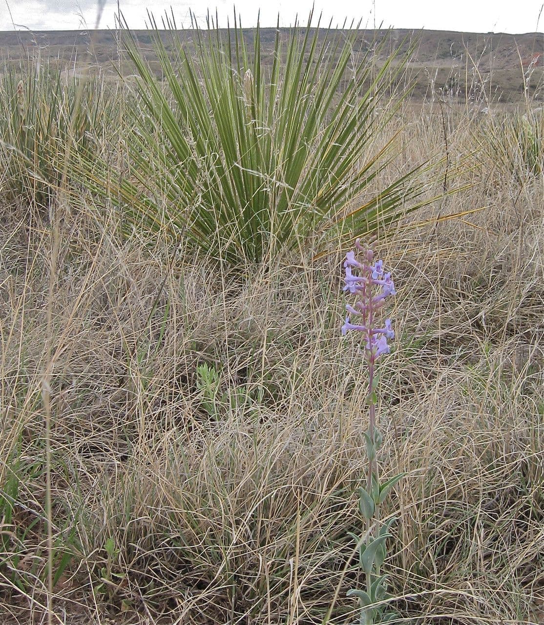 Penstemon 3
