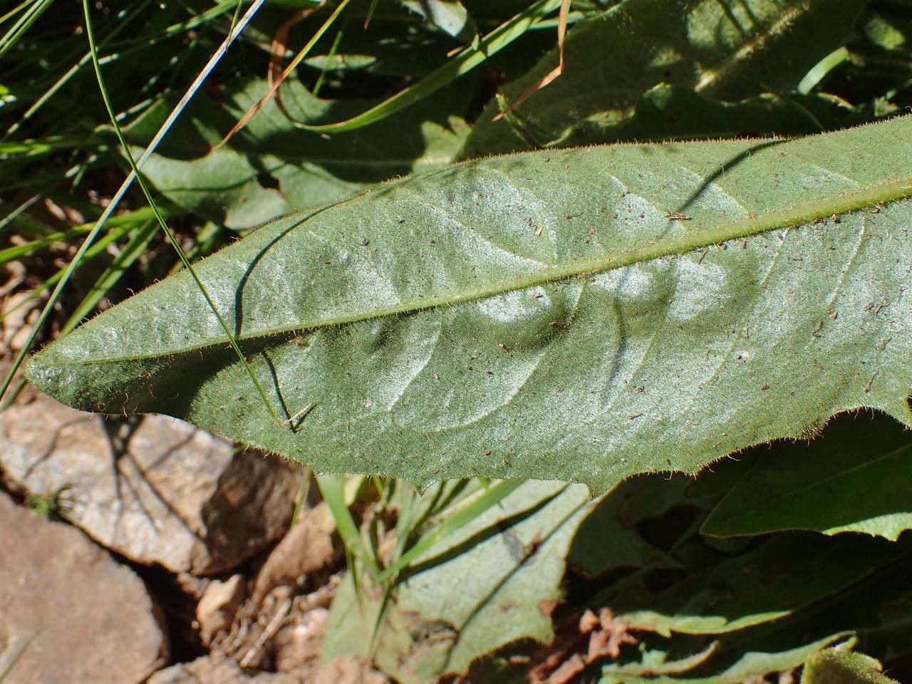 Crepis conyzifolia 17