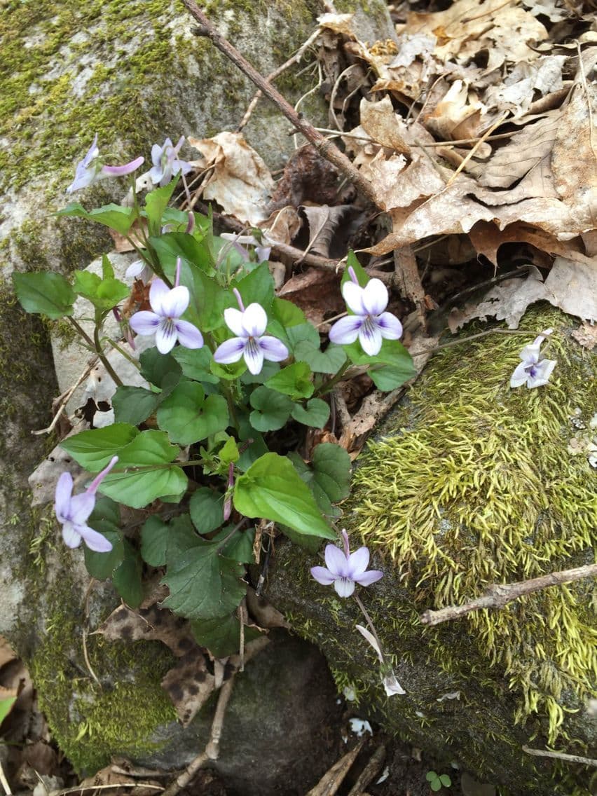 Viola speronata 11