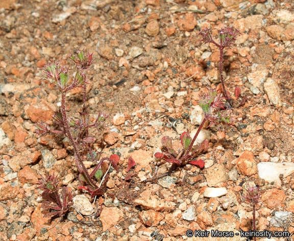 Chorizanthe 10