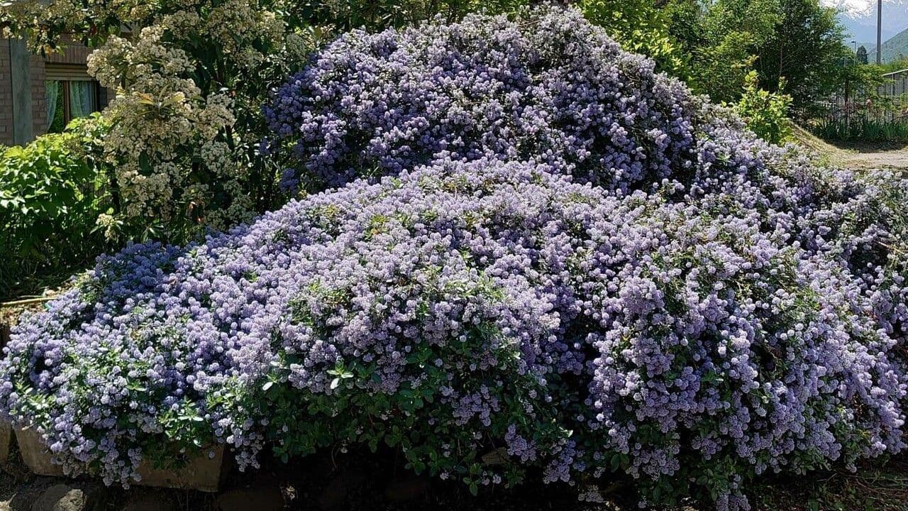 Ceanothus 7