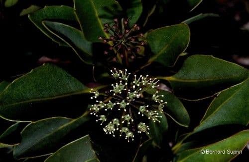Myodocarpus
