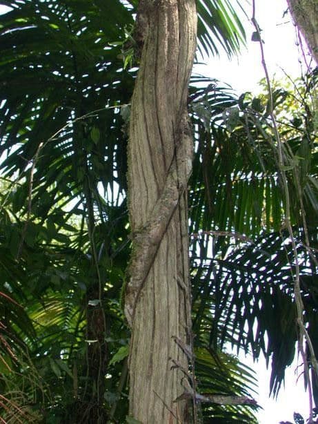 Dichapetalum 11