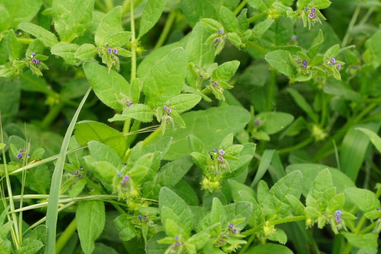 Lappola aspera 24