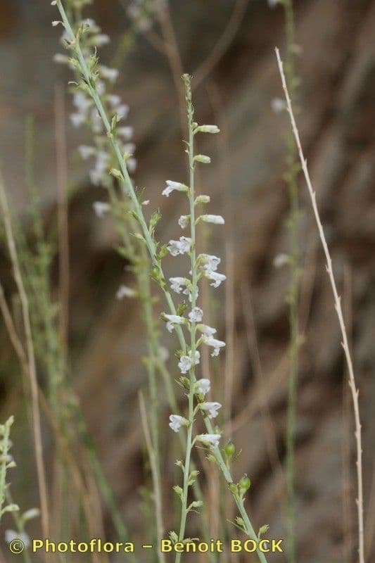 Anarrhinum 11