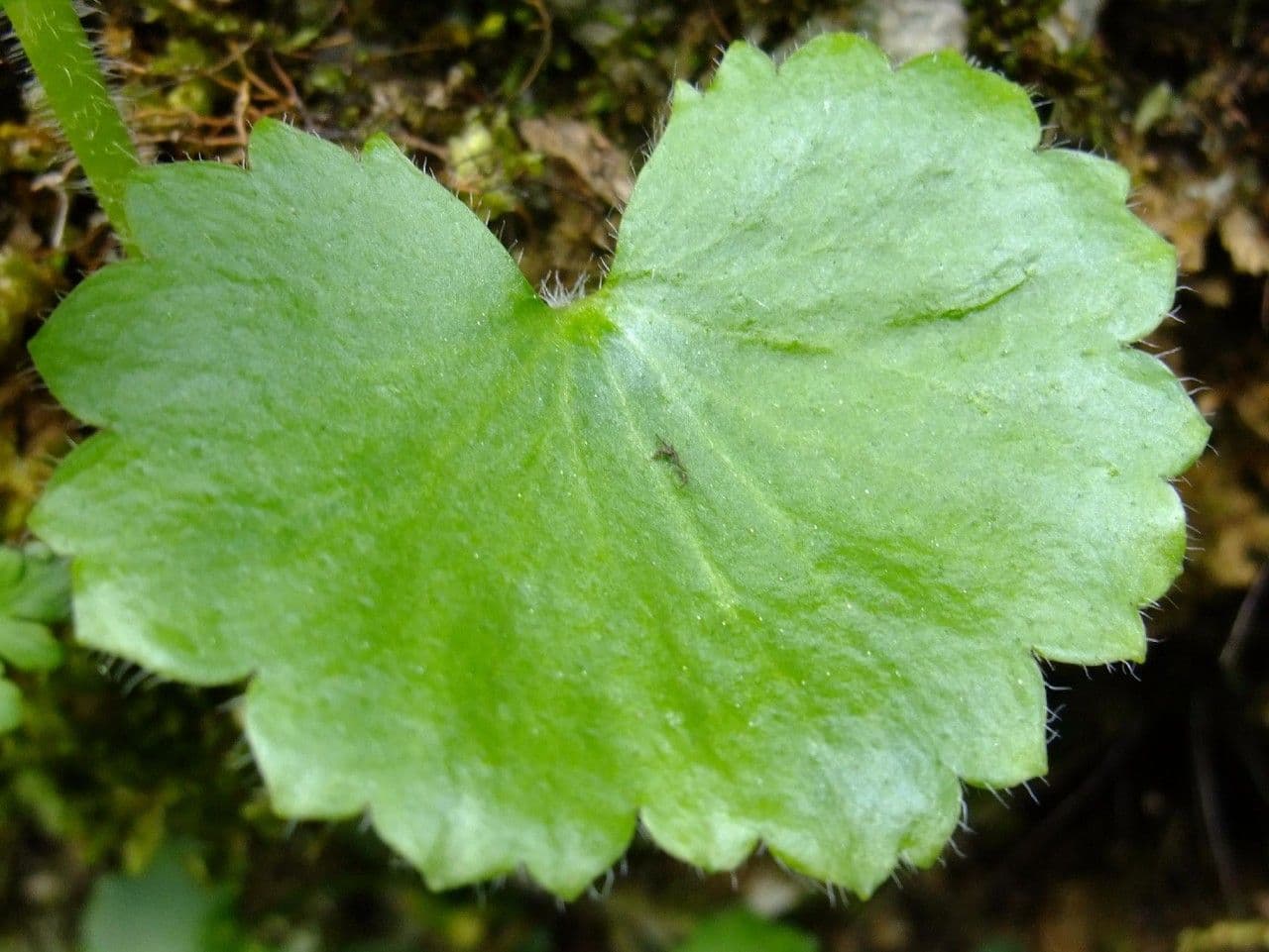 Rundblättriger Steinbrech 16