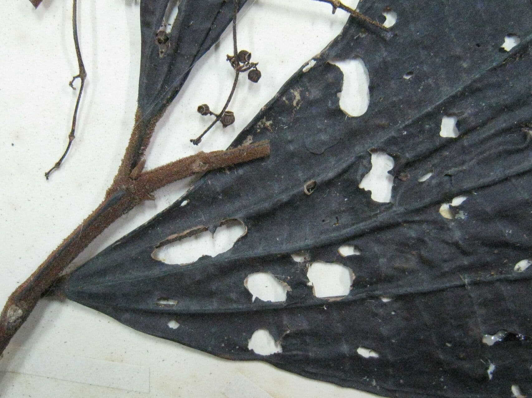 Miconia egensis 3