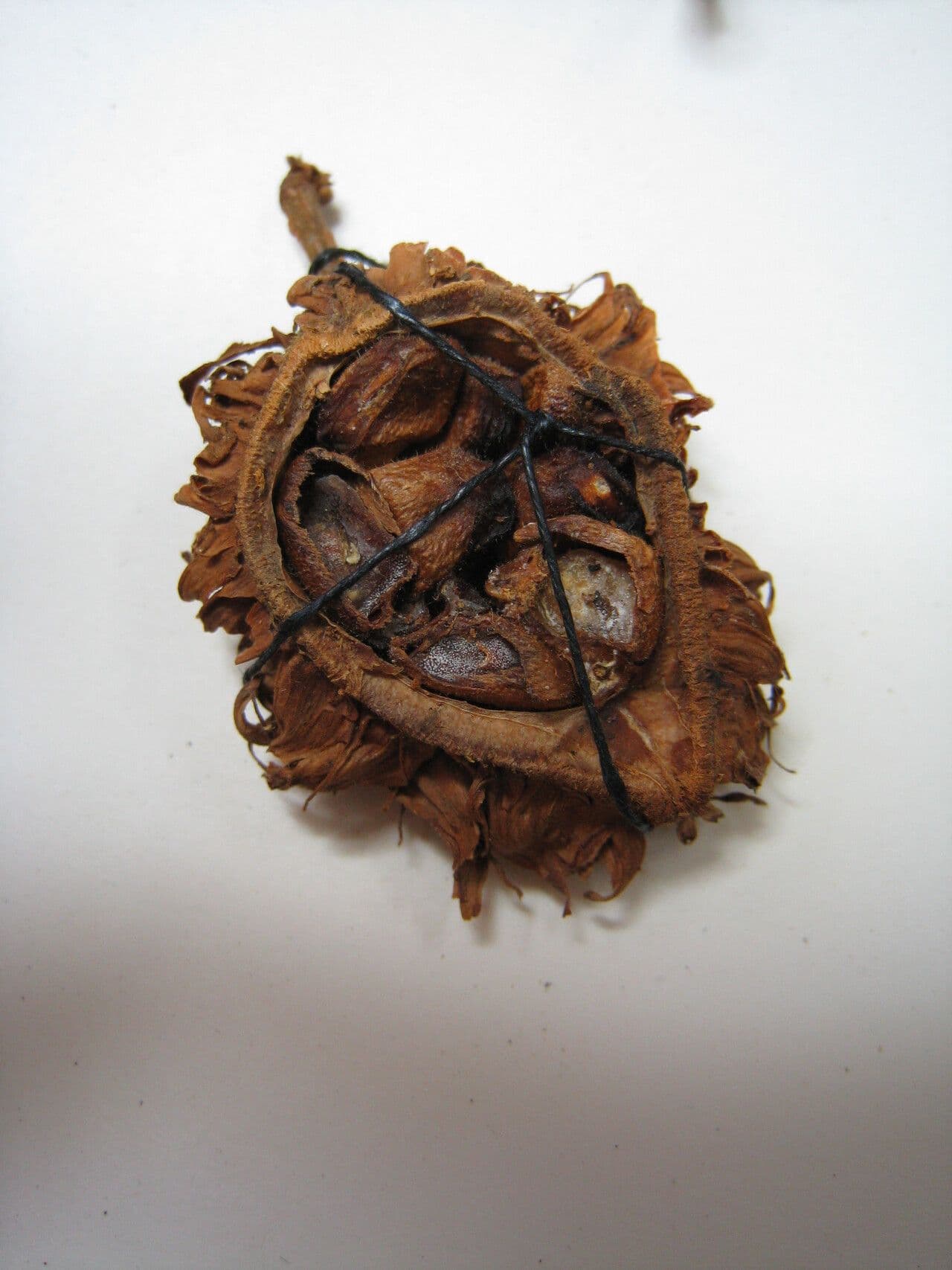 Carpotroche