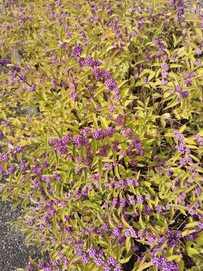 Callicarpa giapponese 17