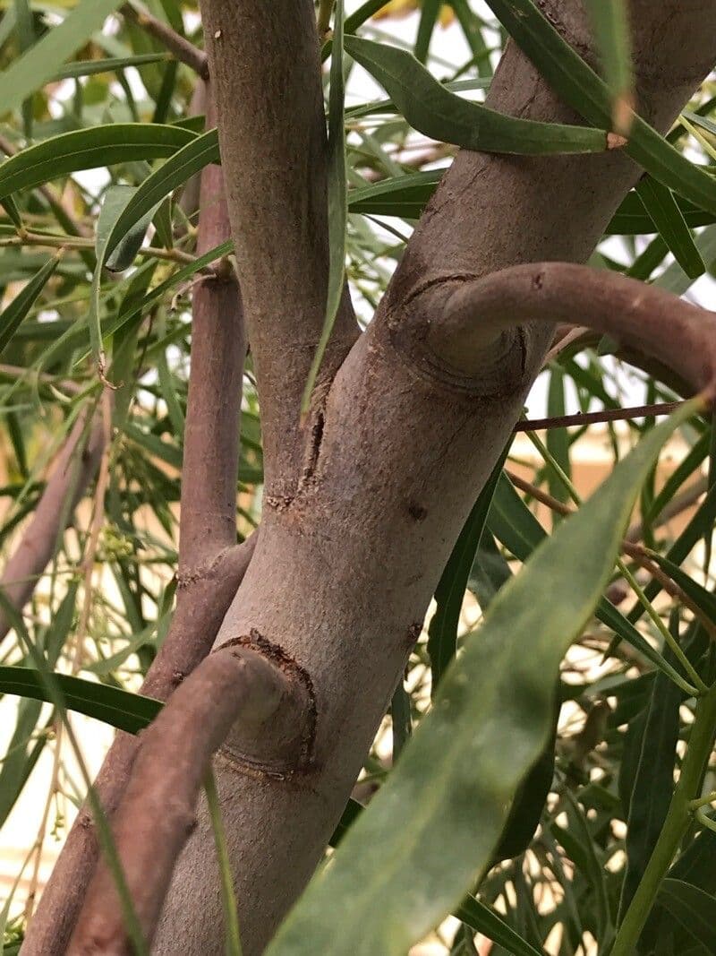 Weidenblättrige Akazie 25
