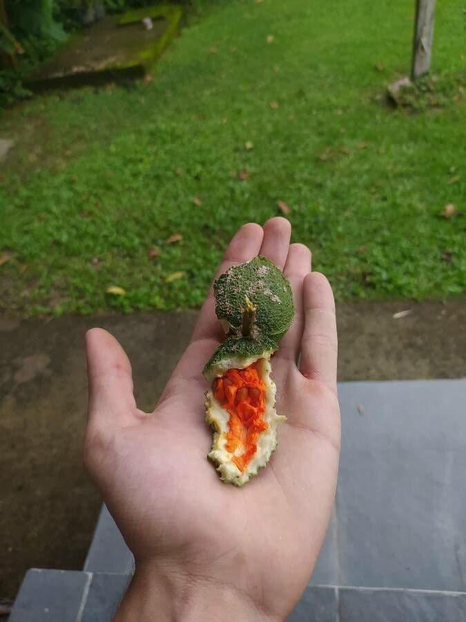 Tabernaemontana 3