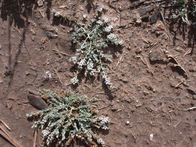 Cressa truxillensis 12