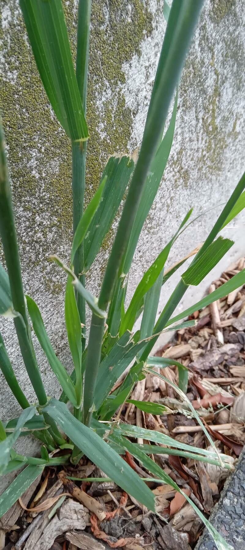 Avena 18