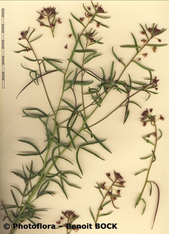Cleome violacea 22
