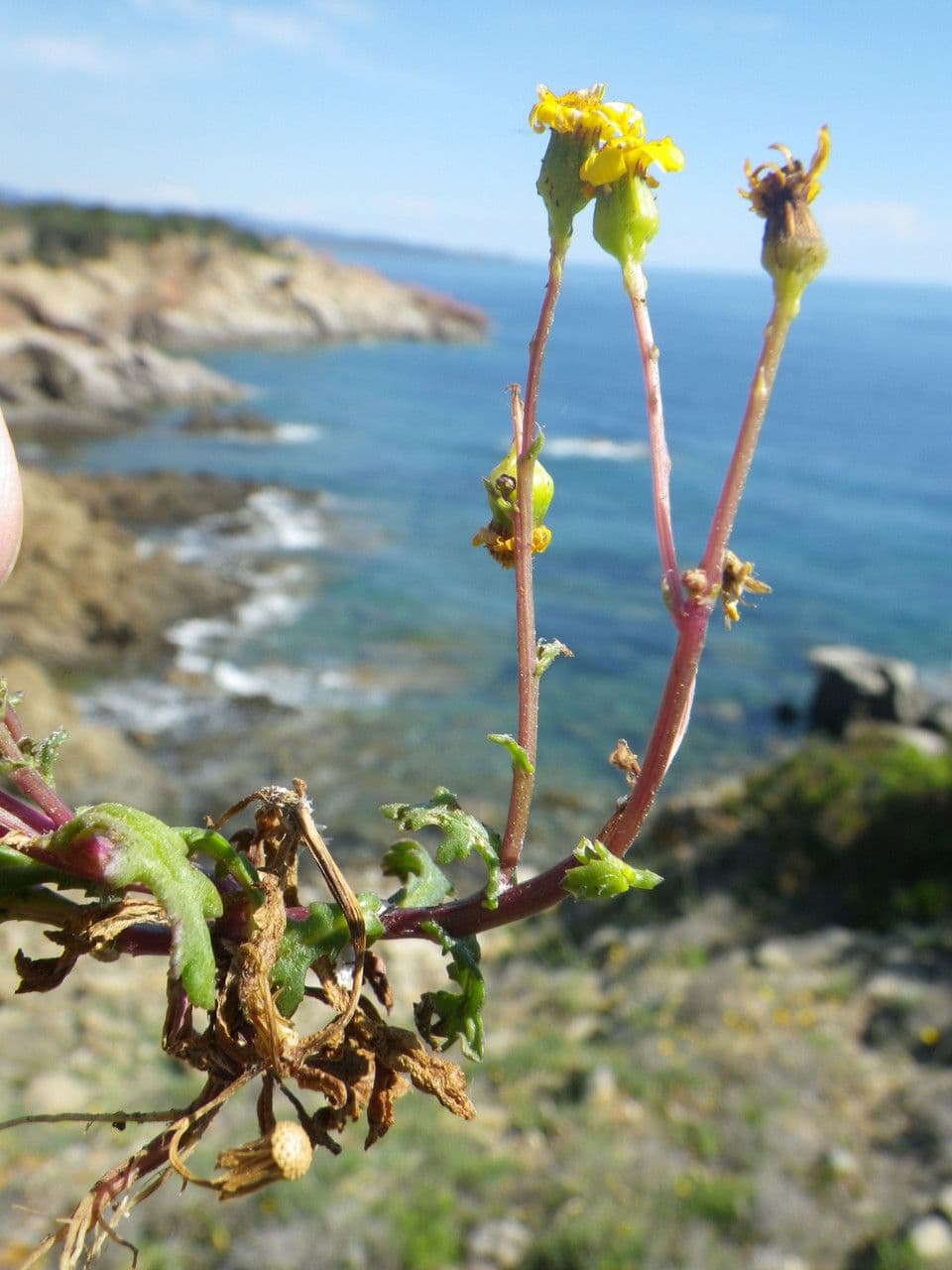 Senecio transitorio 10