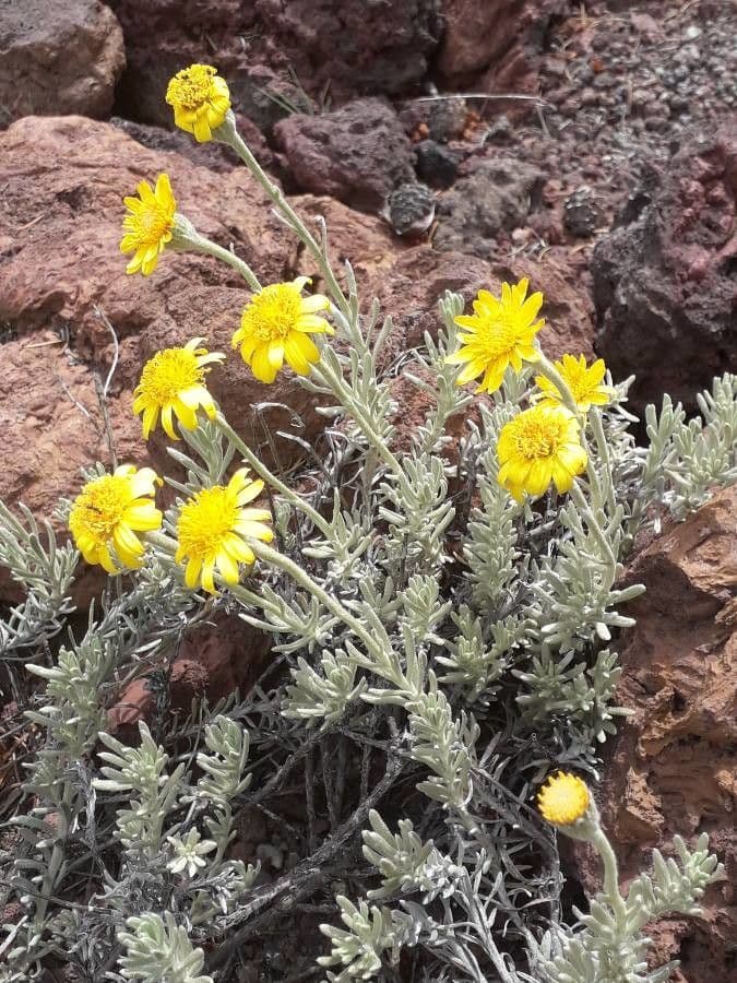 Senecio 3