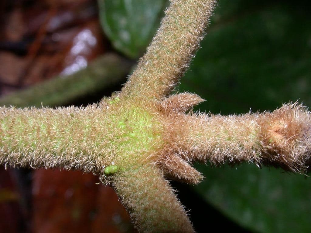 Miconia 9