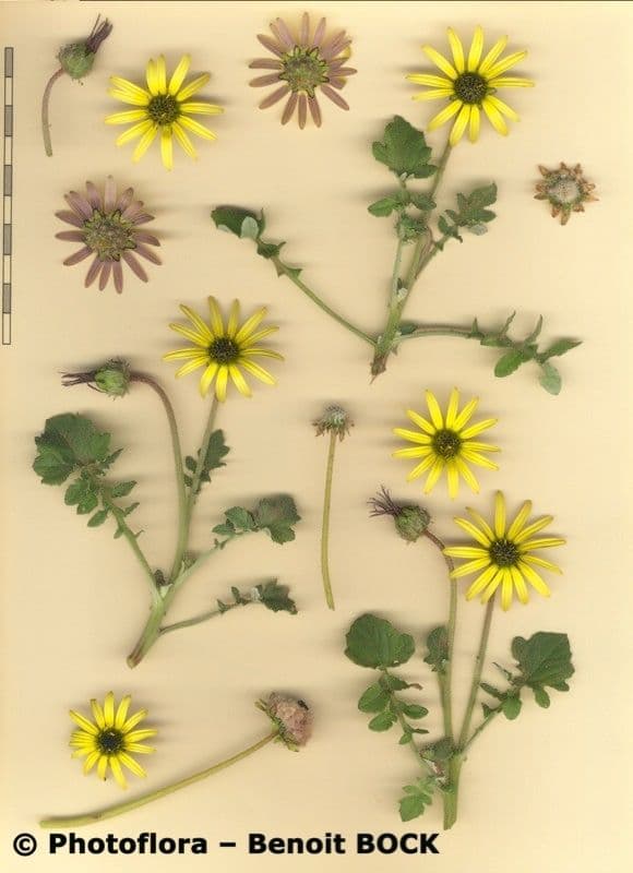Kapringelblume 27