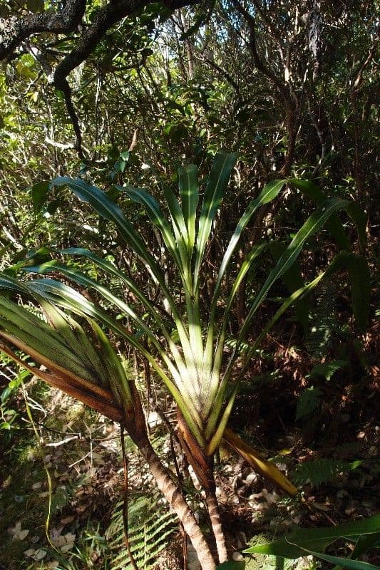 Cordyline mauritiana 28