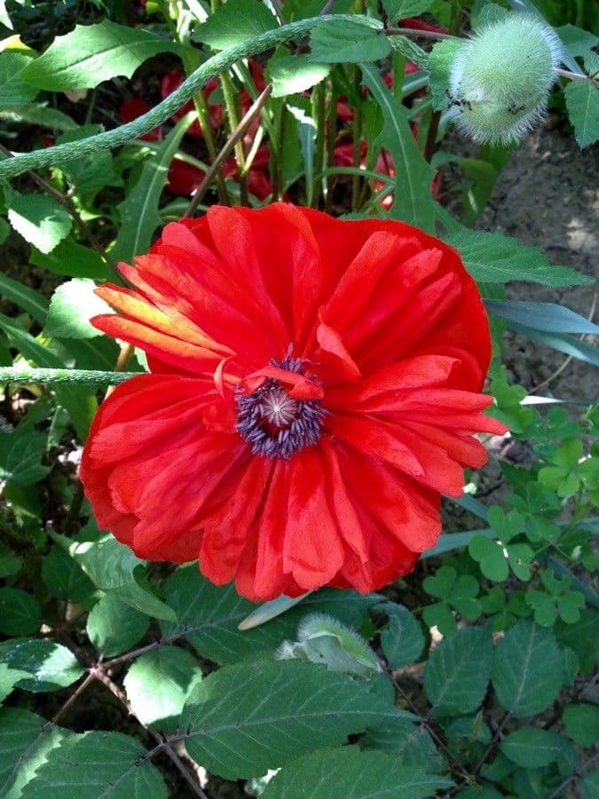 Orientalischer Schlafmohn 6
