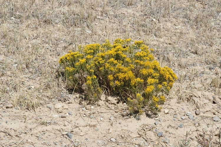 Chrysothamnus à feuilles collantes 9