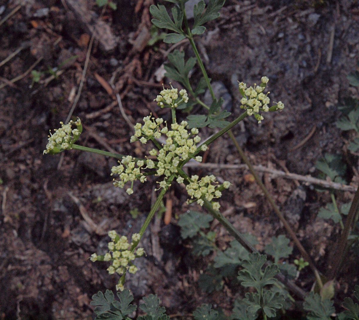 Lomatium 2