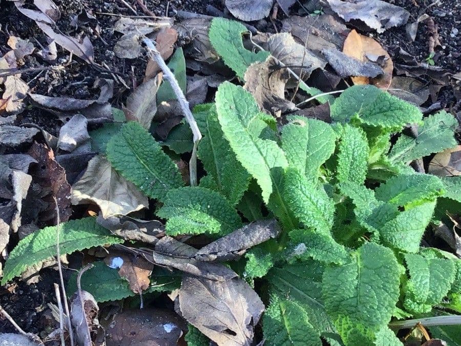 Campanula 2