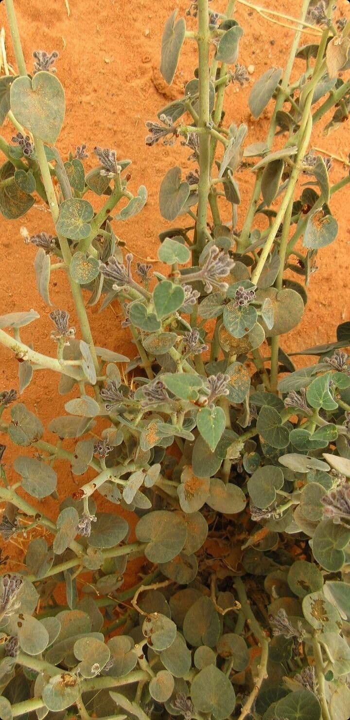 Pergularia tomentosa 6