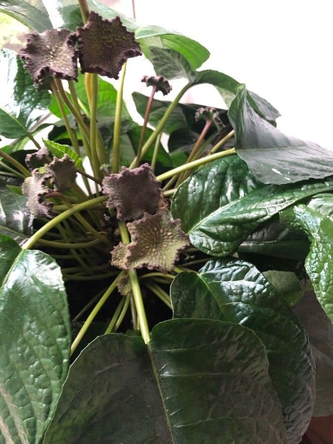Dorstenia alta 2