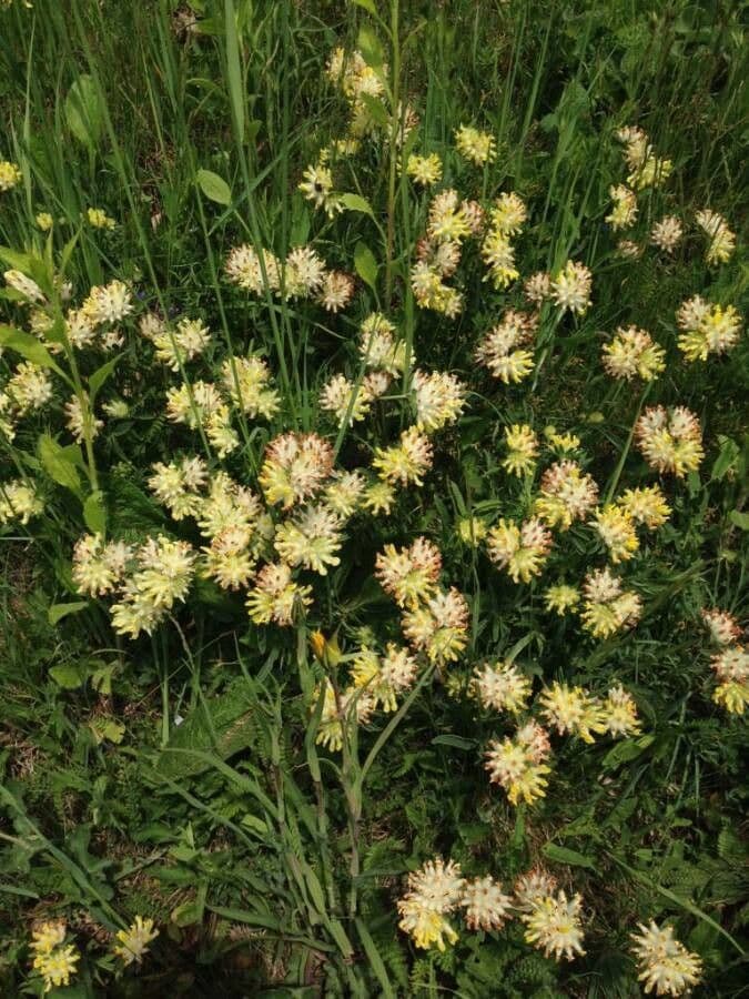Vulneraria 15