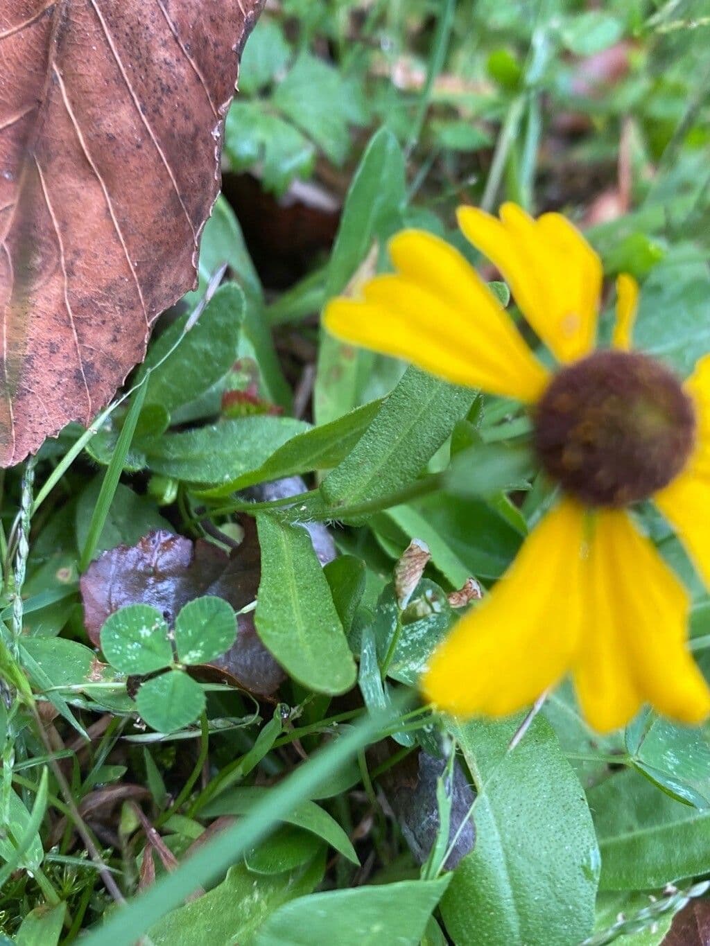Helenium flexuosum 10