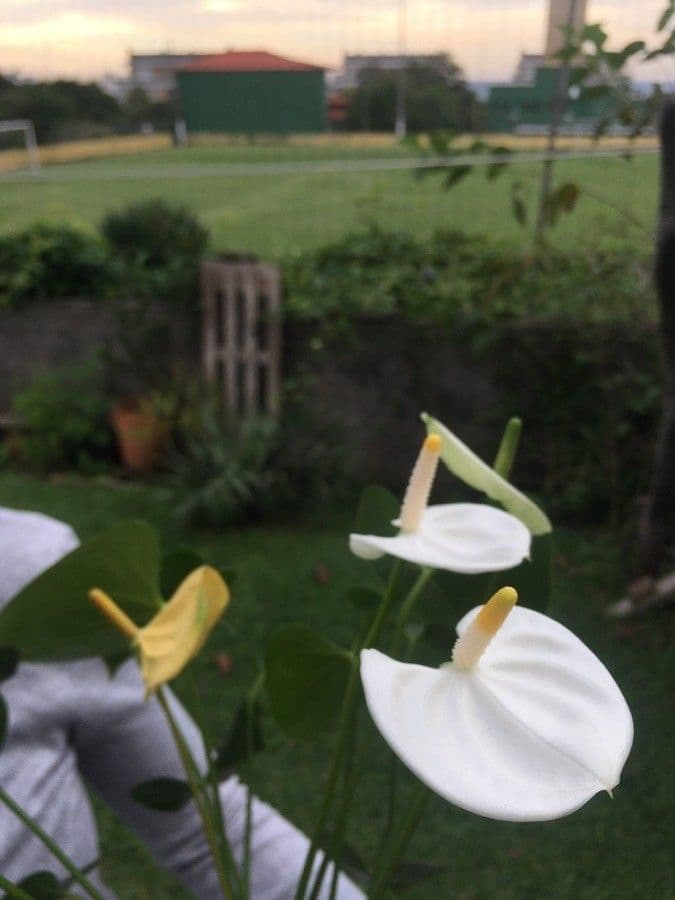 Antúria andreanum 30