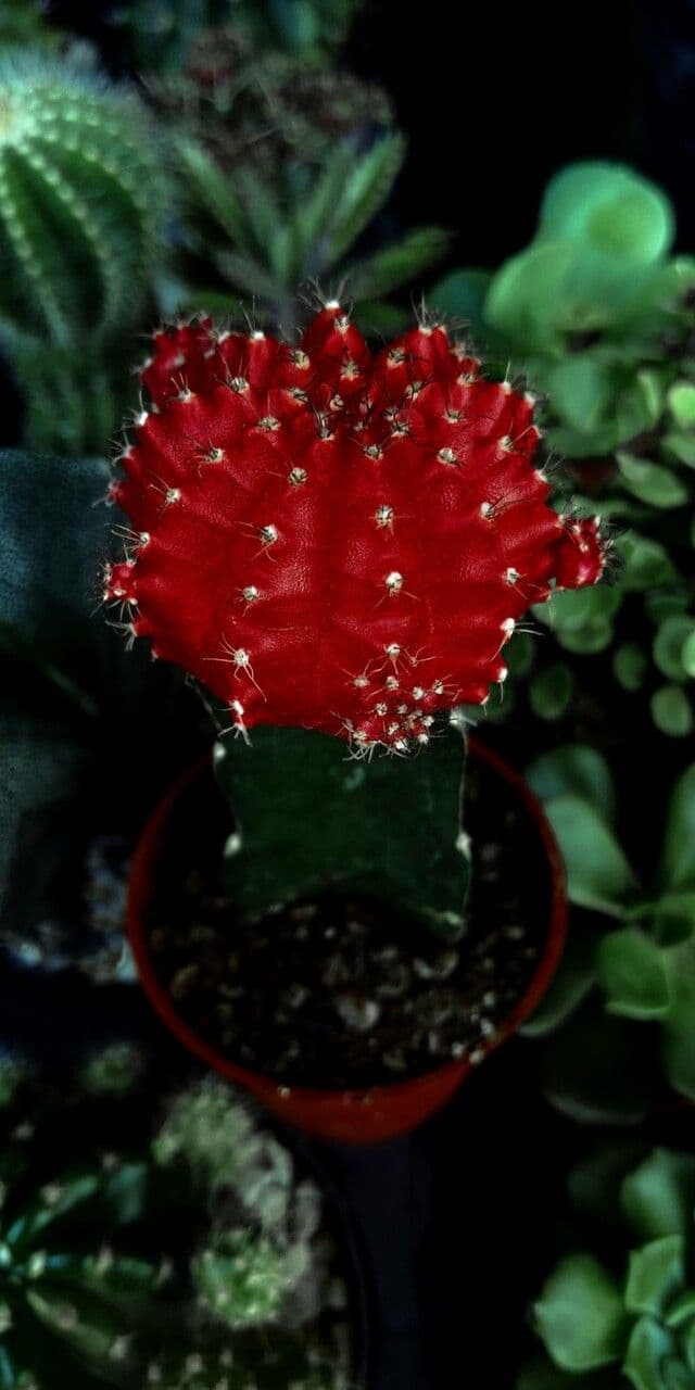 Cactus lunare 9