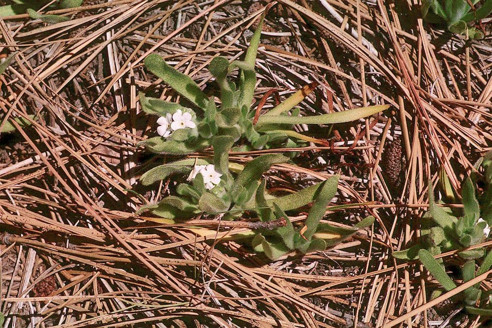 Plagiobothrys molle 4