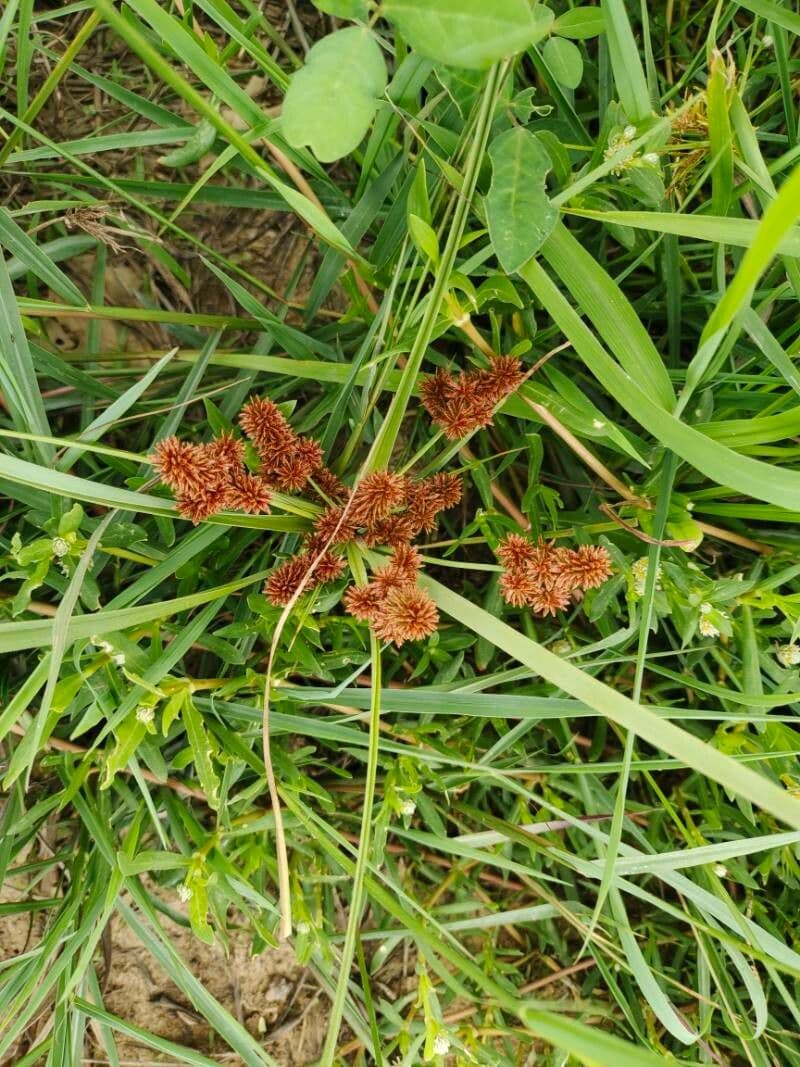 Zigolo ligulato 5