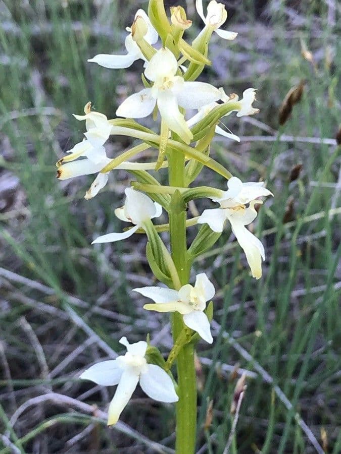 Zweiblättrige Waldhyazinthe 6